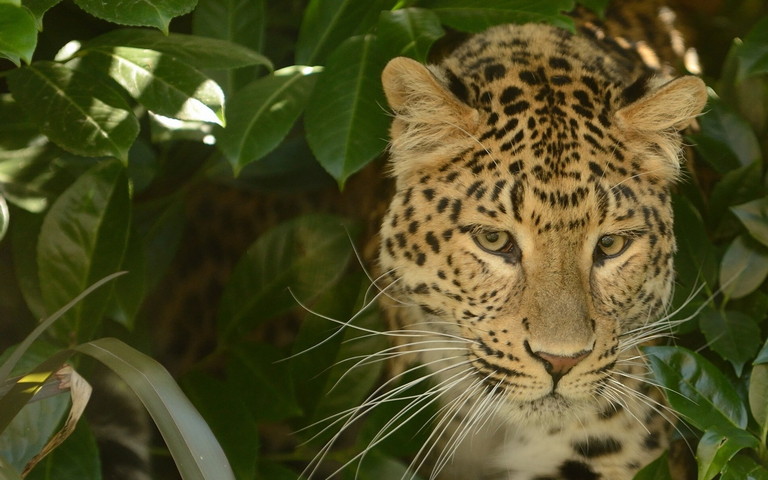 Rawr Leopard Wallpaper - Download to your mobile from PHONEKY