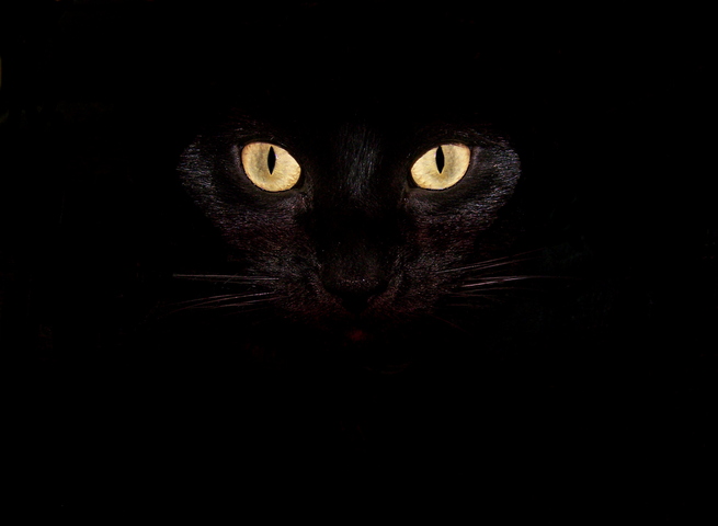 Chia sẻ hơn 55 về hình nền mèo đen hay nhất  cdgdbentreeduvn