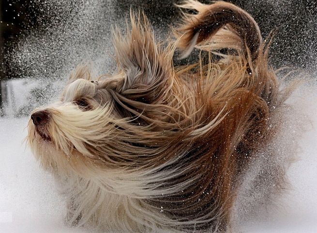 Anjing Fluffy Wallpaper Muat Turun Ke Telefon Bimbit Anda Dari