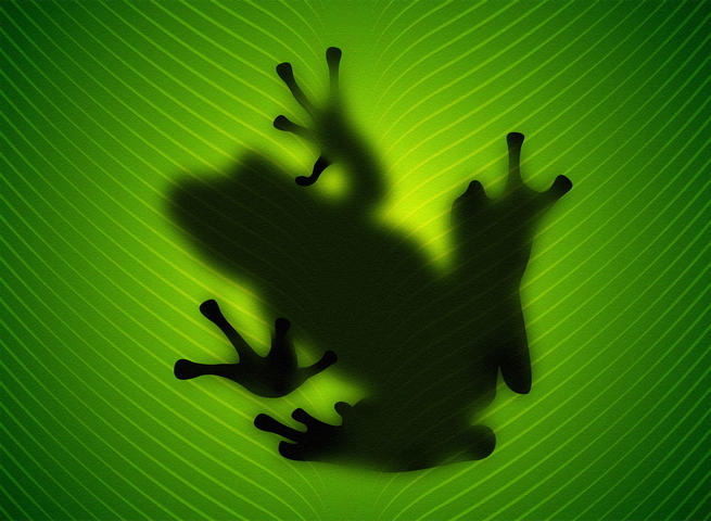 Frog Shadow Wallpaper Download To Your Mobile From Phoneky