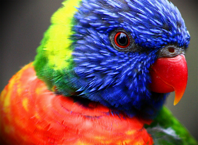 Colourful Bird Wallpaper - Download to your mobile from PHONEKY