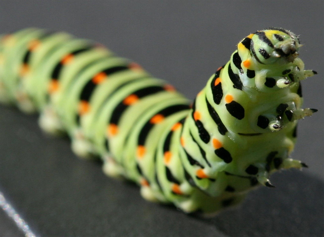 Grub Wallpaper - Download to your mobile from PHONEKY