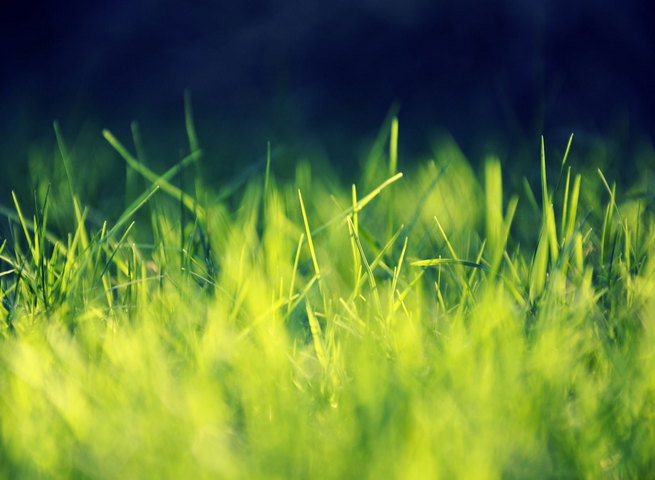 Green Grass Wallpaper - Download to your mobile from PHONEKY
