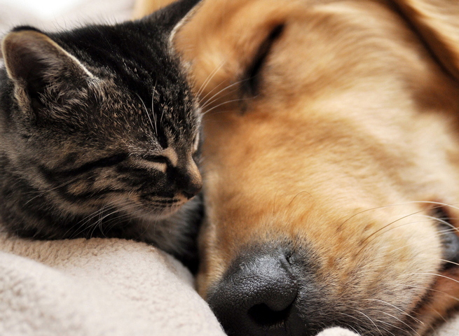 Chat Endormi Et Chien Fond Décran Télécharger Sur Votre