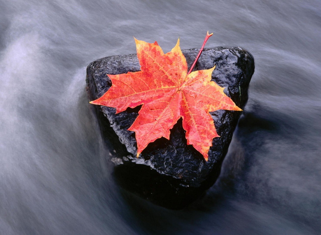 Maple Leaf And The Running Stream