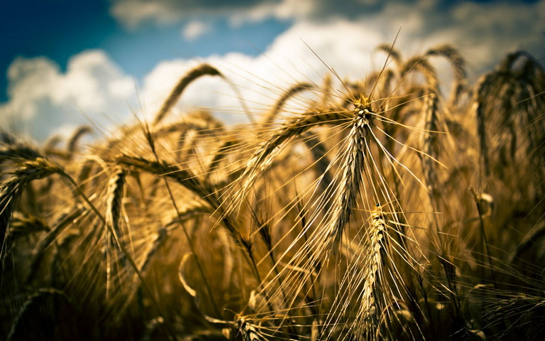 Cánh đồng lúa mì