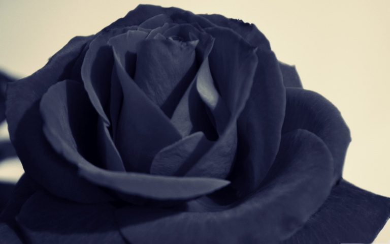 Black Rose Wallpaper - Download to your mobile from PHONEKY