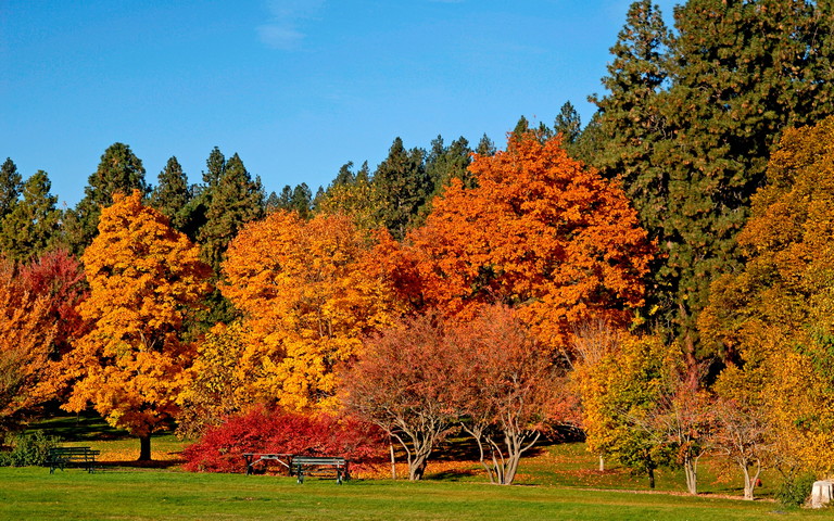Park Autumn Trees