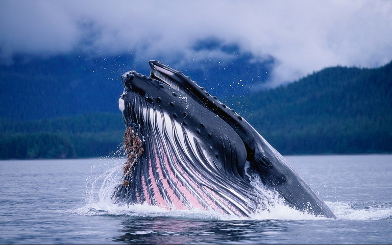 Bộ sưu tập hình nền cá voi tuyệt đẹp  Top 999 hình nền cá voi dưới định  dạng 4K cực chất