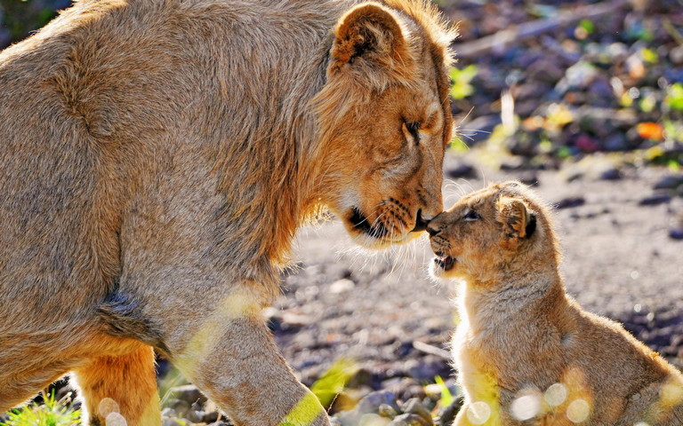 Lion Et Bebe Fond D Ecran Telecharger Sur Votre Mobile Depuis Phoneky