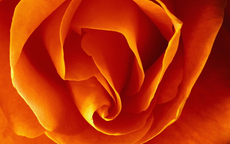 Rose Flower Wallpaper - Download to your mobile from PHONEKY