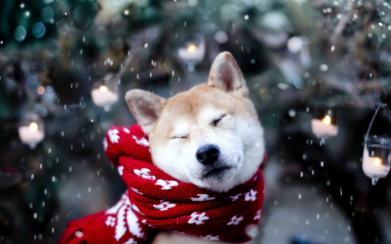 雪の中の秋田犬壁紙 Phonekyから携帯端末にダウンロード