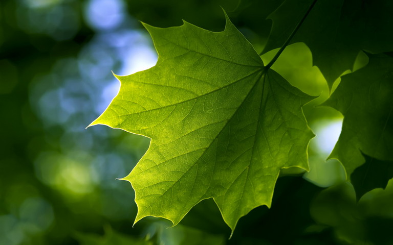 Green Nature Leaf