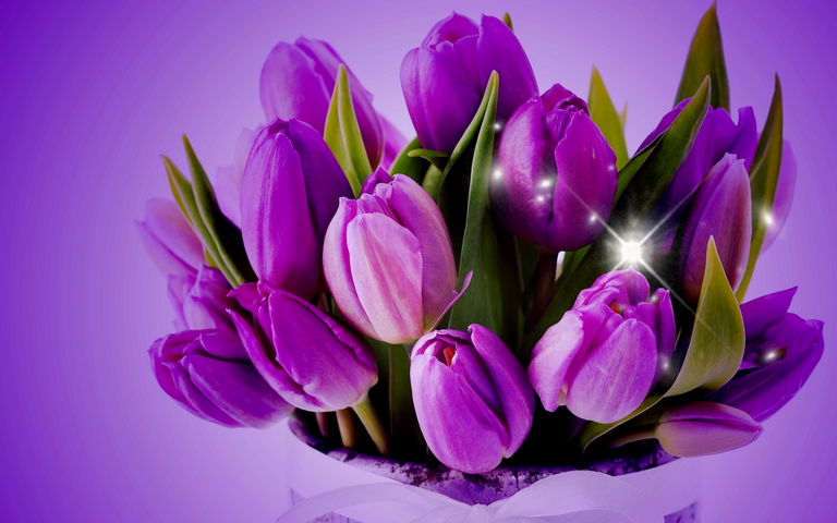 Hoa tulip tím Ảnh nền - Tải xuống điện thoại di động của bạn từ PHONEKY