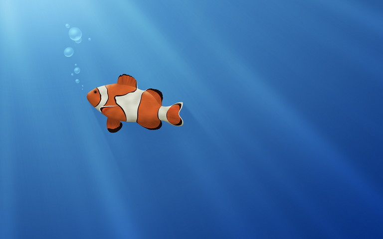 Clownfish Nemo Desktop Wallpaper Wallpaper PNG 1024x1024px Clownfish  Aquarium Beak Coral Coral Reef Download Free
