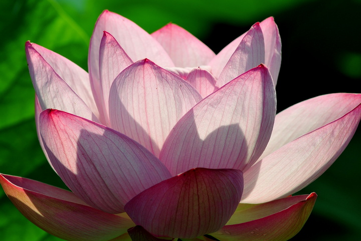 Lotus Wallpaper - Download to your mobile from PHONEKY