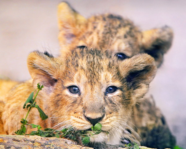Lion Cub Looking The Reflection Of An Adult Lion In The Water Stock Photo   Download Image Now  iStock