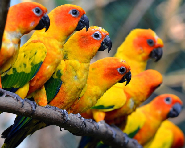 Parrots Wallpaper - Download to your mobile from PHONEKY