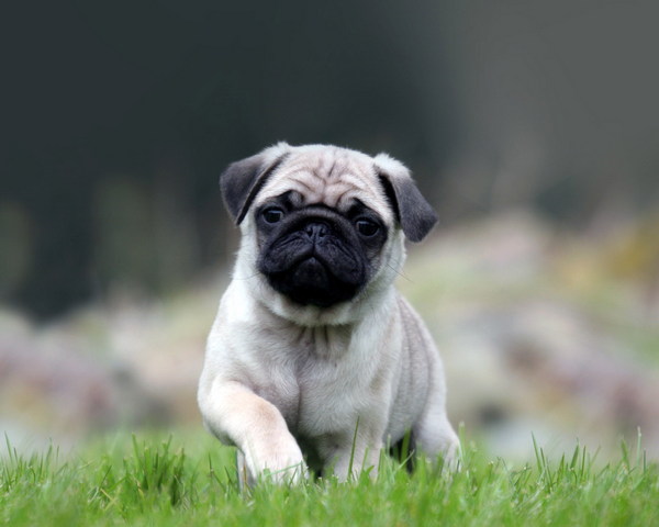 퍼그 귀여운 강아지 배경화면 - PHONEKY에서 모바일로 다운로드