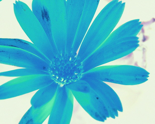 Blue Daisy Wallpaper Download To Your Mobile From Phoneky