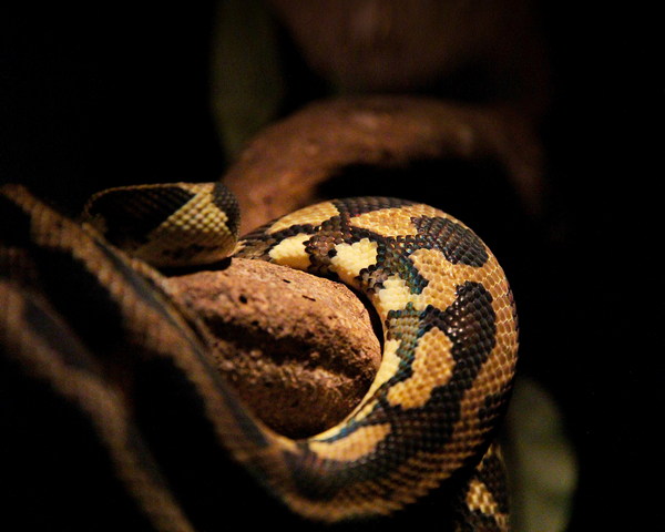 Ball Python Photos Download The BEST Free Ball Python Stock Photos  HD  Images