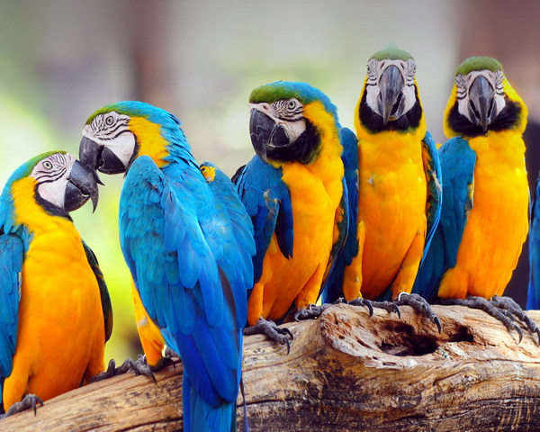Burung Kakak Tua Yang Berwarna Warni Wallpaper Muat Turun Ke