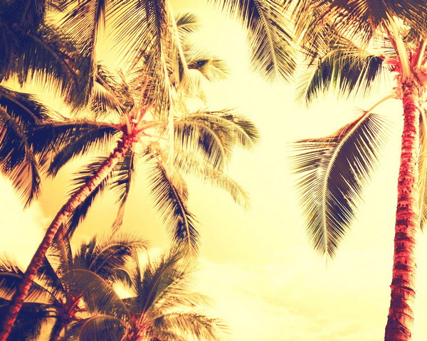 Coconut Tree Wallpaper - Download to your mobile from PHONEKY