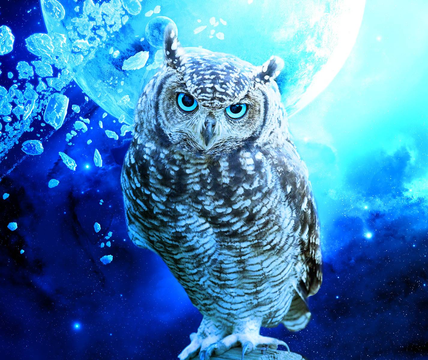 blueowl_b9l3p12213269119.jpg