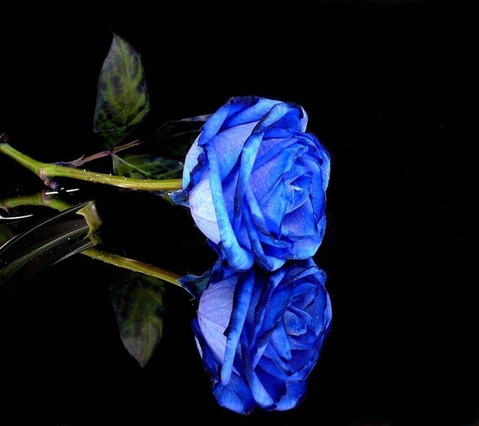 bluerose_b9l9p14113273579.jpg