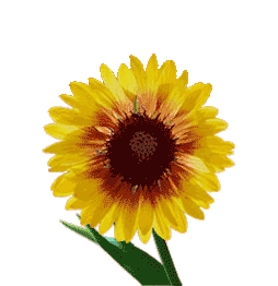 Sunflower GIF - Download & Share on PHONEKY
