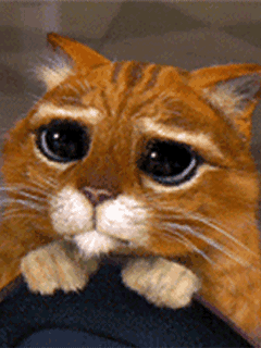قط Gif تحميل ومشاركة علىphoneky