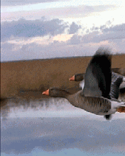 Https Encrypted Tbn0 Gstatic Com Images Q Tbn 3aand9gcrou6 Vfes34qtyyuly4nnxwcq72hsde6vagacve25k3iqjx4gq