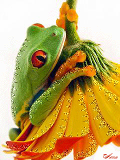 Frog wallpaper by QUEENSHA  Download on ZEDGE  5c67