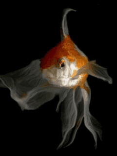goldfish-351253.gif