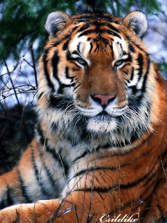 Tiger GIF - Download & Share on PHONEKY