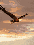 Eagle Fly GIF - Download & Share on PHONEKY