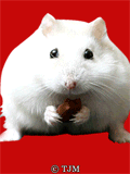 Mousebang GIF - Download & Share on PHONEKY