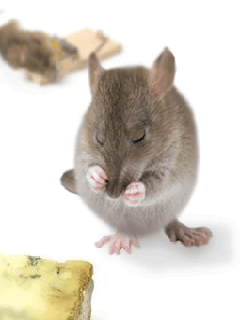 Mousie GIF - Download & Share on PHONEKY