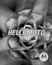 Diversão em movimento: criando seus próprios GIFs - Hello Moto