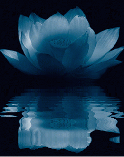 Download Sacred Lotus And Raindrops Wallpaper  Wallpaperscom