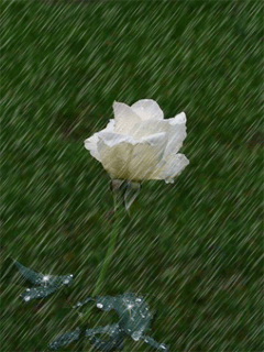 Rose In Rain GIF - Download & Share on PHONEKY