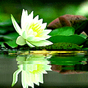 White Lotus Gif Download Share On Phoneky