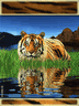 Tigre De La Selva