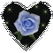 Heart Blue Rose