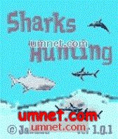 Sharks Hunting