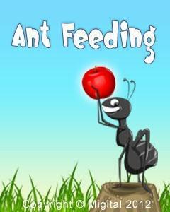 Ant Feeding