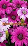 Flower Brain Game