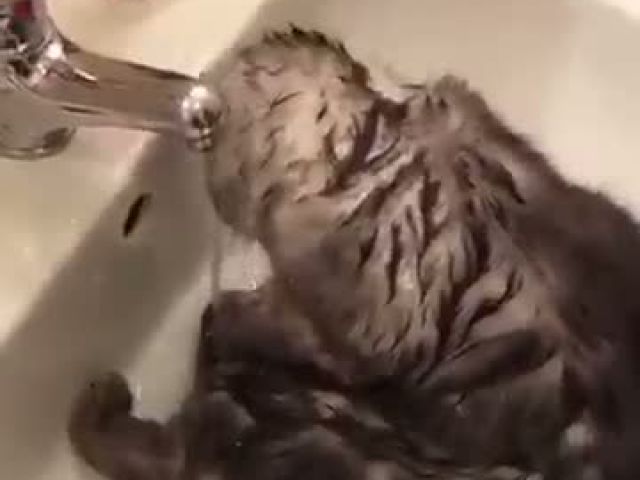 cat get shower
