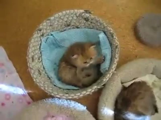 cute baby kitten