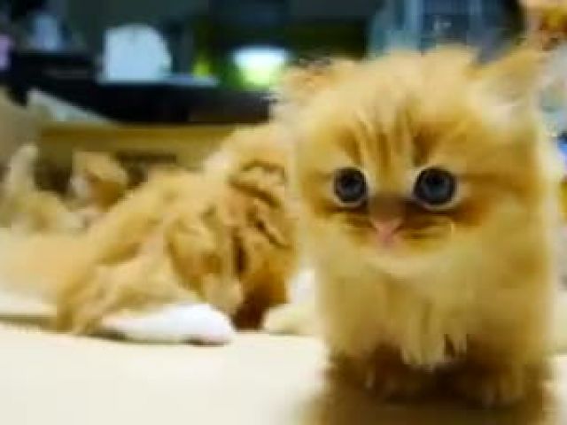 super cute cat and kitten video